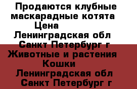 Продаются клубные маскарадные котята › Цена ­ 15 000 - Ленинградская обл., Санкт-Петербург г. Животные и растения » Кошки   . Ленинградская обл.,Санкт-Петербург г.